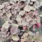 Tűzeső 'Heuchera Berry Smoothie'