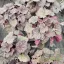 Tűzeső 'Heuchera Berry Smoothie'
