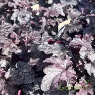 Sötétlila ezüst márványos levelű tűzeső Heuchera Blackberry Jam évelő szorosan egymás mellett