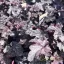 Sötétlila ezüst márványos levelű tűzeső Heuchera Blackberry Jam évelő szorosan egymás mellett