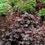 Tűzeső 'Heuchera Starry Night'