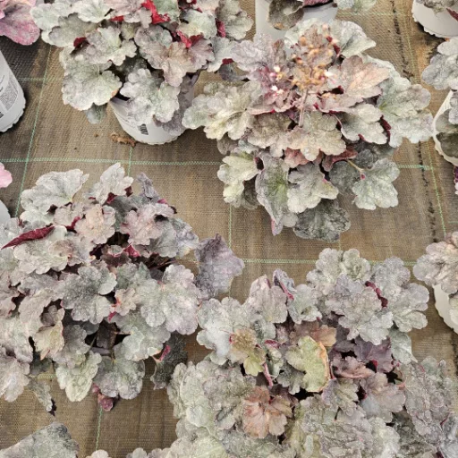 Tűzeső 'Heuchera Starry Night'