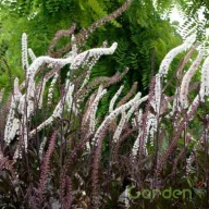   Füzéres poloskavész 'Actaea simplex Black Negligee syn. Cimicifuga'