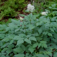 Poloskavész 'Actaea pachypoda Misty Blue'