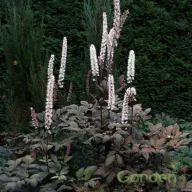 Poloskavész 'Actaea ramosa Pink Spike'