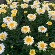 Margaréta 'Leucanthemum x maximum Real Charmer'