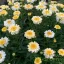Margaréta 'Leucanthemum x maximum Real Charmer'