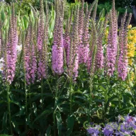   Hosszúlevelű veronika 'Veronica longifolia 'Eveline' PBR'