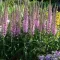 Hosszúlevelű veronika 'Veronica longifolia 'Eveline' PBR'