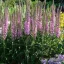 Hosszúlevelű veronika 'Veronica longifolia 'Eveline' PBR'