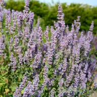 Halvány lila macskamenta Nepeta grandiflorea Veluws Blauwtje évelő hosszú virágszárral, kerti ágyás