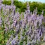 Halvány lila macskamenta Nepeta grandiflorea Veluws Blauwtje évelő hosszú virágszárral, kerti ágyás