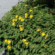  Örökzöld orbáncfű 'Hypericum calycinum'