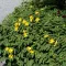  Örökzöld orbáncfű 'Hypericum calycinum'
