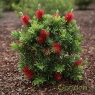 Kefevirág 'Callistemon Better John'