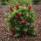 Kefevirág 'Callistemon Better John'