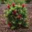 Kefevirág 'Callistemon Better John'