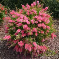 Rózsaszín kefevirág 'Callistemon Rosa'