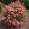 Rózsaszín kefevirág 'Callistemon Rosa'