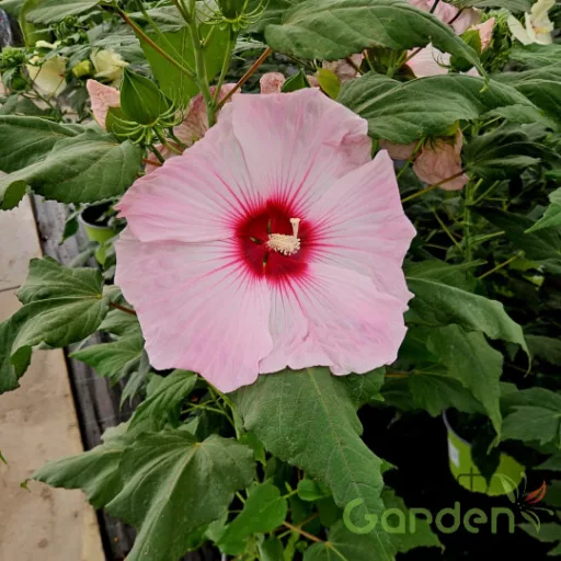 Mocsári hibiszkusz 'Dark Mystery' sötét virágokkal, nyári virágzó