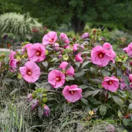 Mocsári hibiszkusz 'Berry Awesome' nagy rózsaszín virágokkal