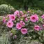 Mocsári hibiszkusz 'Berry Awesome' nagy rózsaszín virágokkal