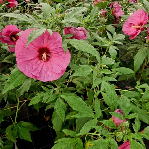 Mocsári hibiszkusz 'Berry Awesome' nagy rózsaszín virágokkal