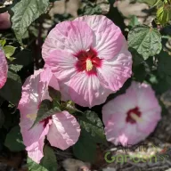 Rózsaszín virágú mocsári hibiszkusz évelő kerti növény