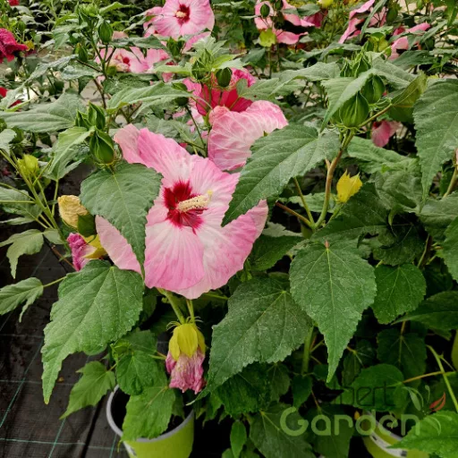 Rózsaszín virágú mocsári hibiszkusz évelő kerti növény
