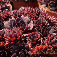   Kövirózsa 'Sempervivum Colorockz® 'Blushing Garnet'