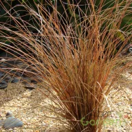 Bronzszínű sás 'Carex Comans Bronze Form'