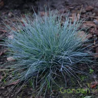 Kék csenkesz 'Festuca valesiaca 'Buddy Blue'