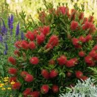   Citromillatú kefevirág 'Callistemon masotti 'Mini Red'
