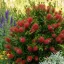 Citromillatú kefevirág 'Callistemon masotti 'Mini Red'