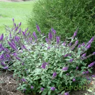   Törpe nyáriorgona 'Buddleja davidii Blue Chip Jr.'