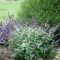 Törpe nyáriorgona 'Buddleja davidii Blue Chip Jr.'