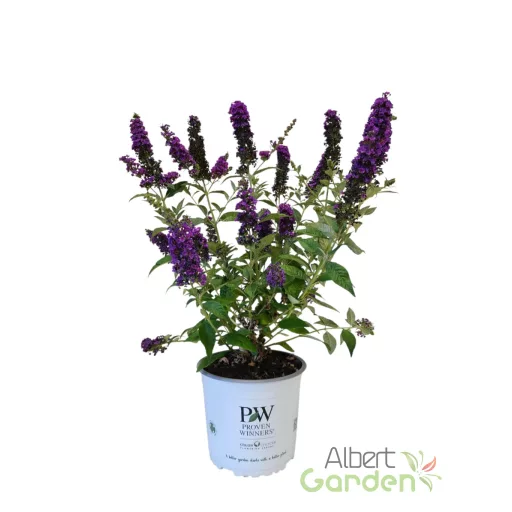 Törpe nyáriorgona 'Buddleja davidii Blue Chip Jr.'