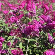 Törpe nyáriorgona 'Buddleja davidii Miss Ruby'
