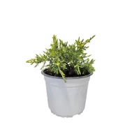   Arany terülő boróka 'Juniperus media'Gold Kissen'
