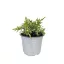 Arany terülő boróka 'Juniperus media'Gold Kissen'