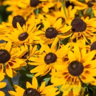   Kúpvirág 'Rudbeckia x hibryda 'SmileyZ Party'