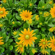   Kúpvirág 'Rudbeckia x hybrida 'SmileyZ Passion Imp'