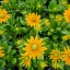 Kúpvirág 'Rudbeckia x hybrida 'SmileyZ Passion Imp'