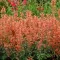 Izsópfű 'Agastache rugosa 'Kudos Mandarin'