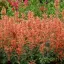 Izsópfű 'Agastache rugosa 'Kudos Mandarin'