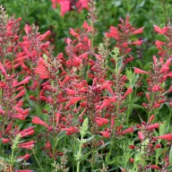 Élénkpiros izsópfű Agastache Kudos Red évelő kerti virág, karcsú korallpiros tüskés virágfüzérekkel, kolibribarát évelő