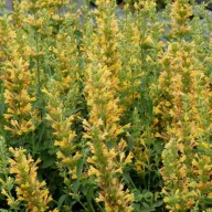 Sárga-narancs izsópfű Agastache Kudos Yellow évelő kerti virág, sűrű sárga tüskés virágfüzérekkel, méhbarát aromasnövény