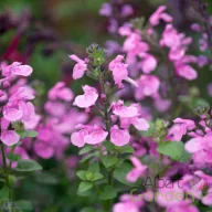 Őszi zsálya 'Salvia greggii 'Flower Child'