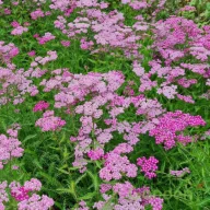 Halvány lilás-rózsaszín cickafark Lilac Beauty évelő kerti virág, bőséges nyílt virágszőnyeggel kertben!