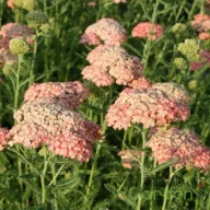   Cickafark (lazacszínű) 'Achillea millefolium 'Lachsschönheit'